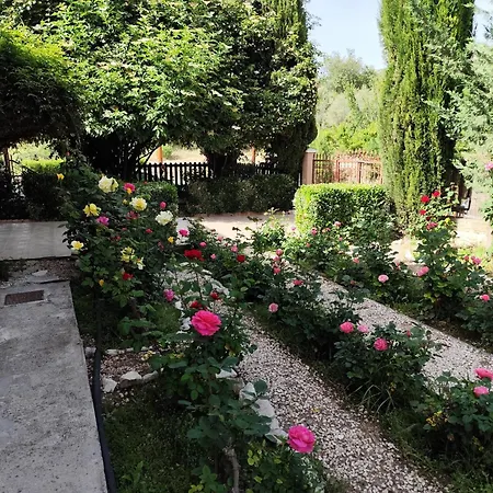 Roses *