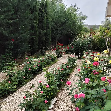 Roses Τριμίκλινη