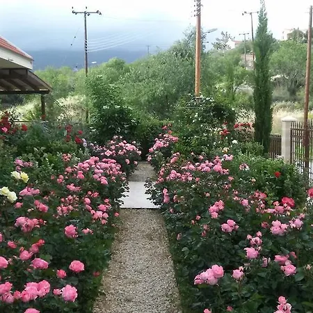 Roses * Trimiklini